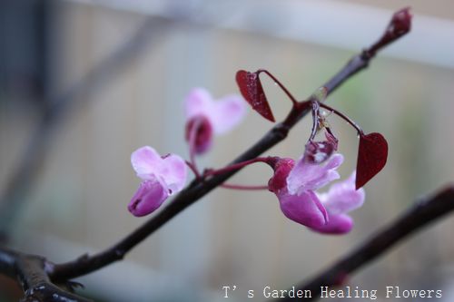 T’s Garden Healing Flowers‐アメリカハナズオウ・フォレストパンジーの花