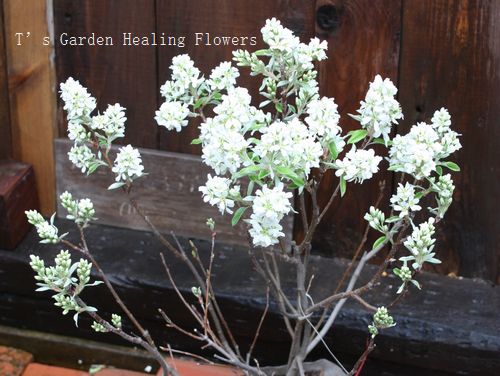 T’s Garden Healing Flowers‐ジューンベリー・リージェント